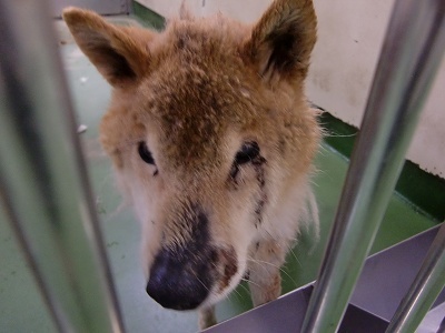 とらきち の ねこさん日記