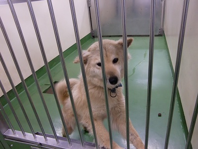 とらきち の ねこさん日記