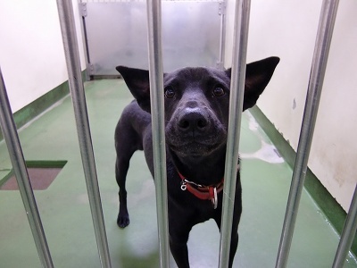 とらきち の ねこさん日記