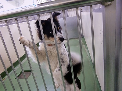 とらきち の ねこさん日記