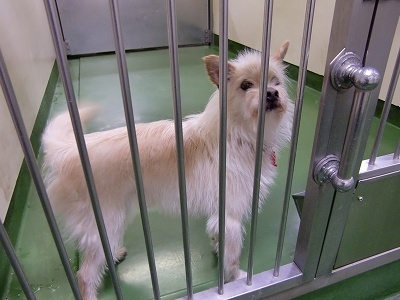 とらきち の ねこさん日記