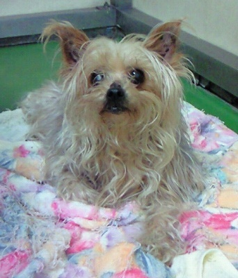 とらきち の ねこさん日記