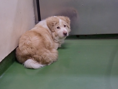 とらきち の ねこさん日記