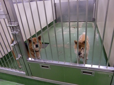 とらきち の ねこさん日記