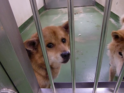 とらきち の ねこさん日記