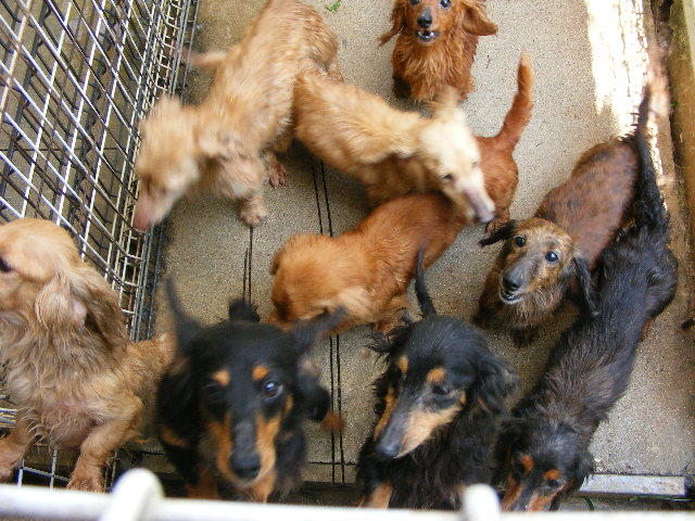 ケサラン☆パサラン