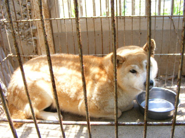 ケサラン☆パサラン