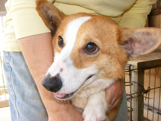 ケサラン☆パサラン