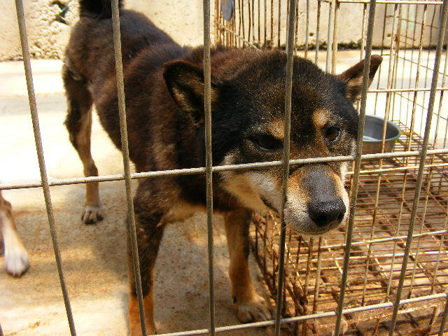 ケサラン☆パサラン