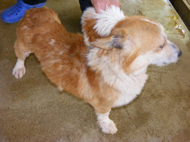 ケサラン☆パサラン