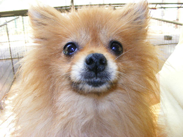 ケサラン☆パサラン