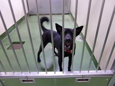 とらきち の ねこさん日記