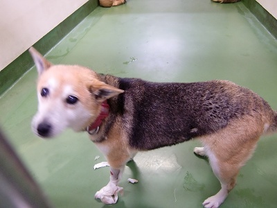 とらきち の ねこさん日記