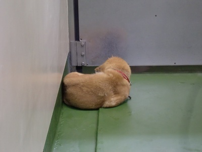 とらきち の ねこさん日記