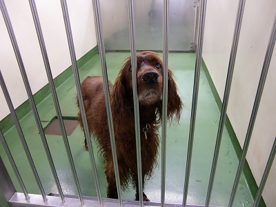 とらきち の ねこさん日記