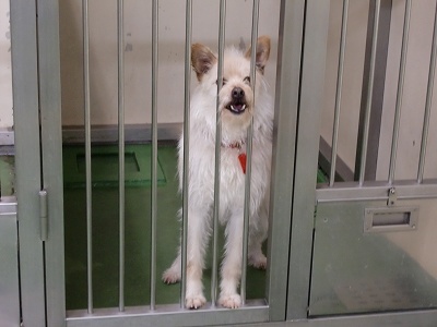 とらきち の ねこさん日記