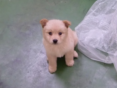 とらきち の ねこさん日記