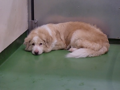 とらきち の ねこさん日記