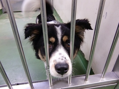 とらきち の ねこさん日記