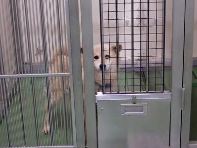 とらきち の ねこさん日記