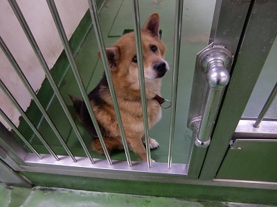 とらきち の ねこさん日記