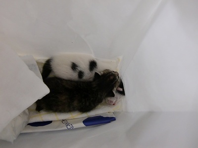 とらきち の ねこさん日記