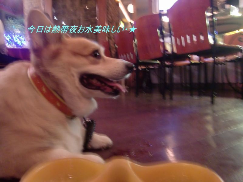 東麻布・芝・　夜のパトロール・どすこい空が行く・ﾟ･:,｡ﾟ･:,｡★ﾟ･:,｡ﾟ･:,｡☆