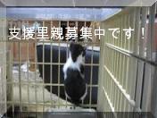 猫人-支援と里親募集中！