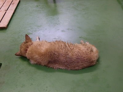 とらきち の ねこさん日記