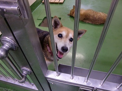 とらきち の ねこさん日記