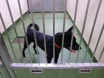 とらきち の ねこさん日記