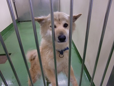 とらきち の ねこさん日記