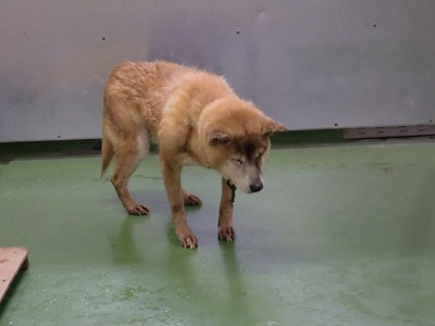 とらきち の ねこさん日記