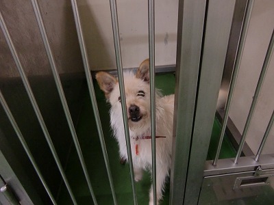 とらきち の ねこさん日記