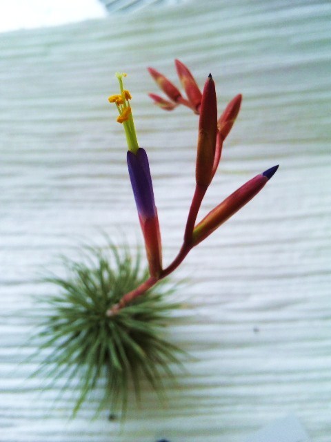 紫 青色の筒花 Tillandsia