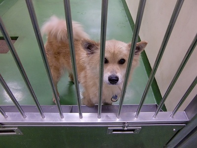 とらきち の ねこさん日記