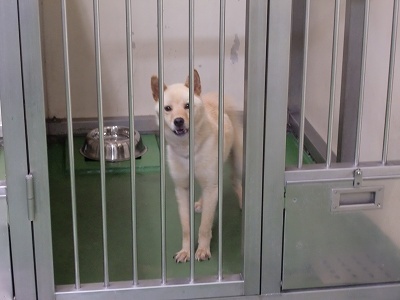 とらきち の ねこさん日記