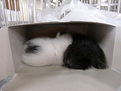 とらきち の ねこさん日記