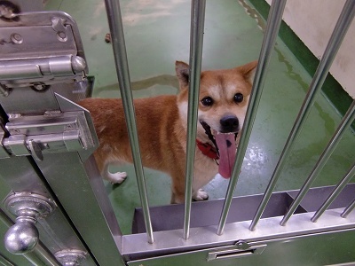 とらきち の ねこさん日記