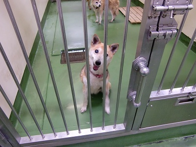 とらきち の ねこさん日記