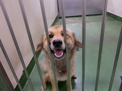 とらきち の ねこさん日記