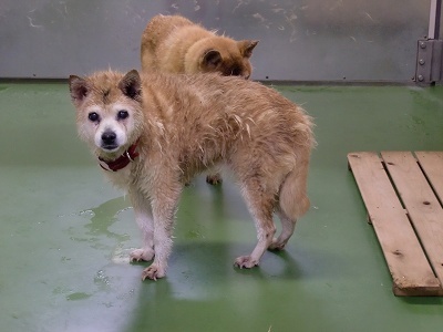 とらきち の ねこさん日記