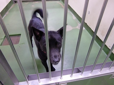 とらきち の ねこさん日記