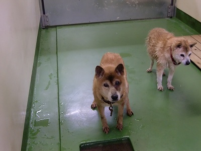 とらきち の ねこさん日記