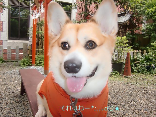 空の神社参拝。芝・三田朝の散歩・Ⅱ*:..｡o○☆ﾟ･:,