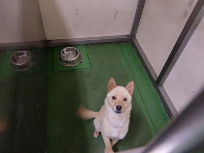 とらきち の ねこさん日記