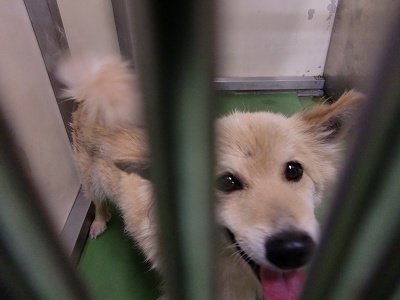 とらきち の ねこさん日記