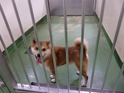 とらきち の ねこさん日記