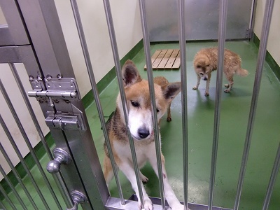 とらきち の ねこさん日記