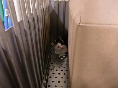 とらきち の ねこさん日記